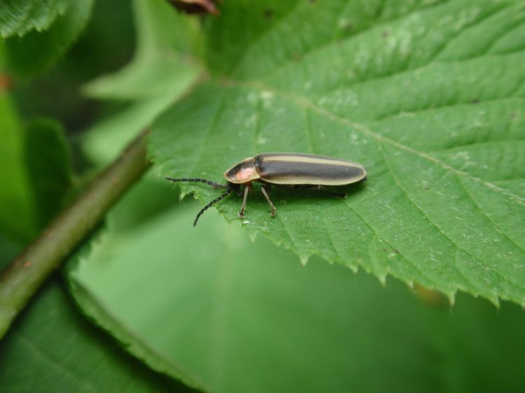 An adult firefly.