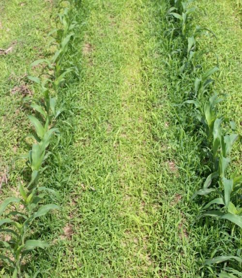 Corn field in need of weed control in St. Joseph County. Narrow windows of opportunity for field work have kept growers scrambling to keep up.