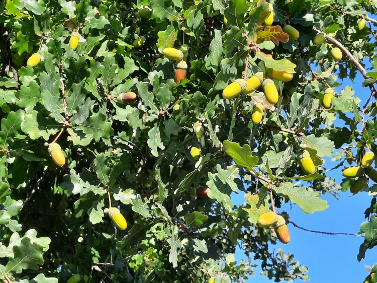 Acorns on trees.