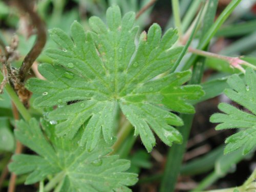  common geranium2.jpg 