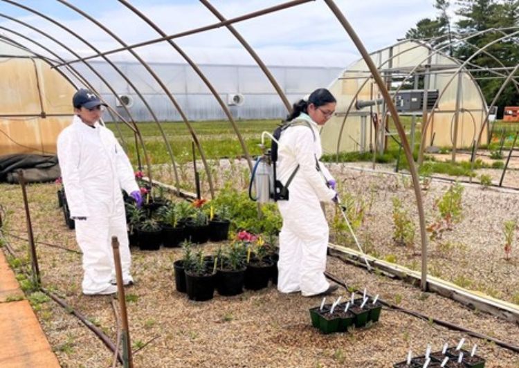 Two people dressed in white protective gear inside a hoop house with flowering plants. One of the people is wearing a backpack sprayer and spraying herbicides on plants.