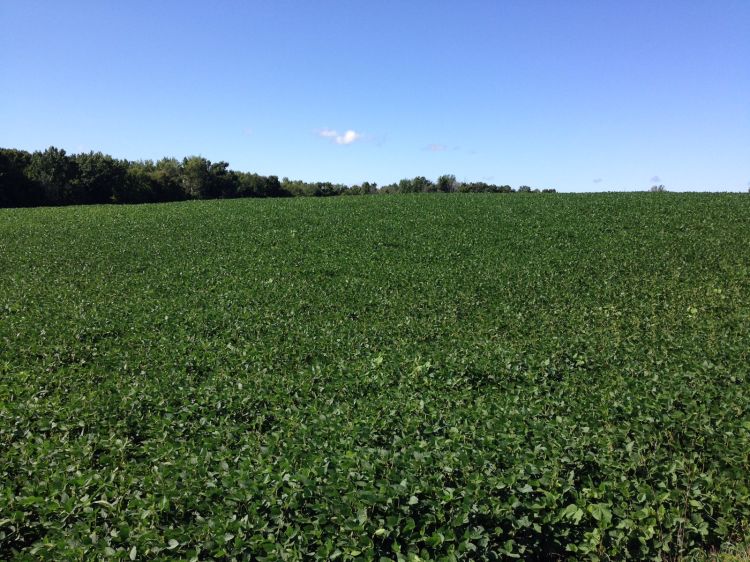 Soybean field