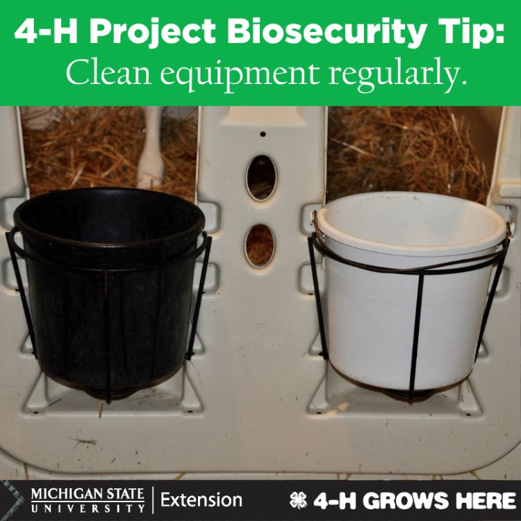 A picture of two buckets in an animal pen. The words 4-H project biosecurity tip. Clean equipment regularly.