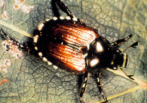 Adults are metallic green-bronze with reddish wing covers and several white spots near the abdomen tip and along the sides. 