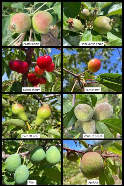 Stage of tree phenology for apple, pear, sweet cherry, tart cherry, peach and apricot