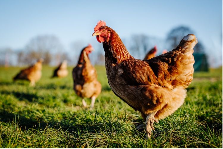 Chickens in a field