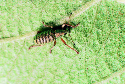 Metallic green or brown curculios with antennae borne on the snout.