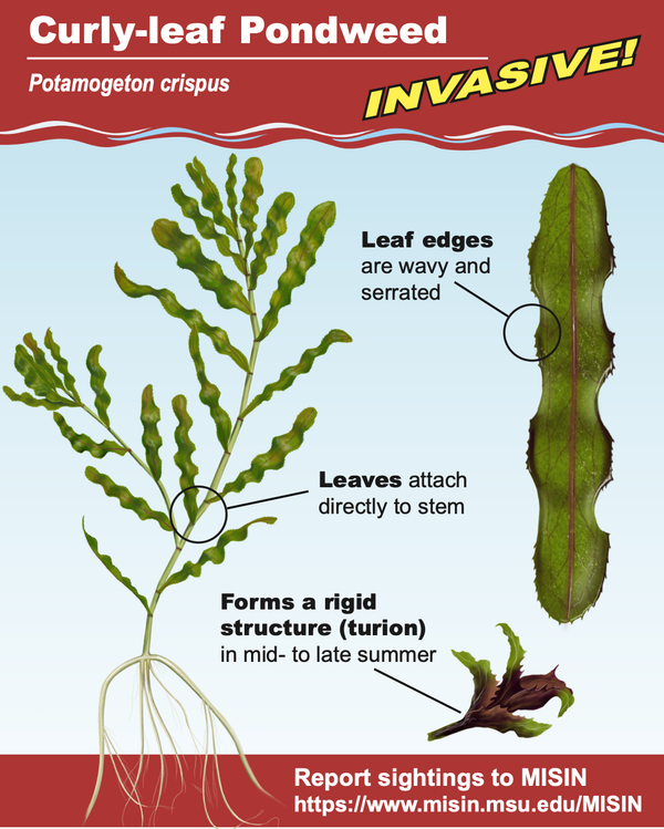 Cover image shares diagram of the invasive aquatic plant, Curly-leaf Pondweed. Diagram shows leaves that are wavy and serrated, and attach directly to the stem. Curly-leaf Pondweed also forms a rigid structure, called a turion, in mid- to late summer.