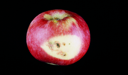 In August, larvae dig tiny holes into the fruit, which often appear in a discolored zone and are arr