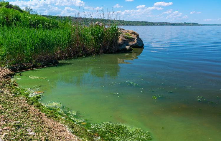 Shoreline view of green algal blooms floating along the edge of a calm lake or reservoir. Dense green algae collect near grasses and rocks along the shore under a blue sky with scattered clouds.