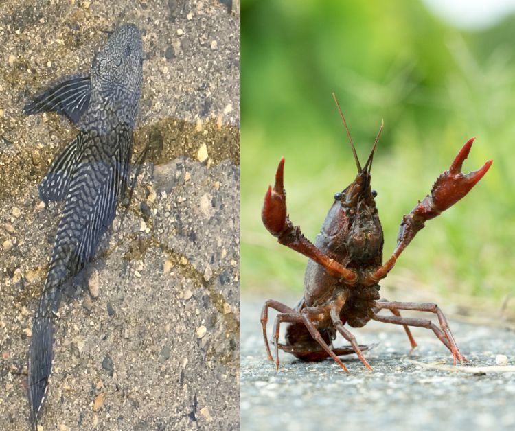 Catfish in water (left) and red swamp crayfish (right).