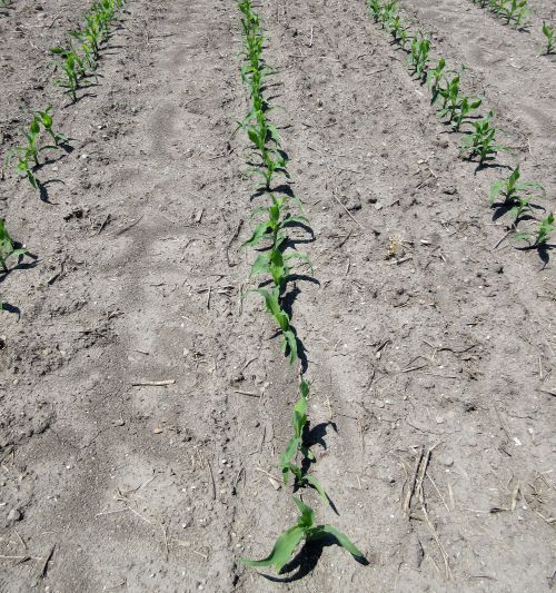 Corn research in 2017 at the Mason Technology Center. Photo by George Silva, MSU Extension.
