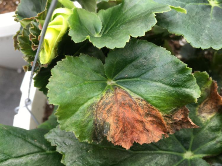 Photo 1. Spots, splotches and blight from Xanthomonas on Reiger begonia leaves. All photos by Jeremy Jubenville, MSU Extension.