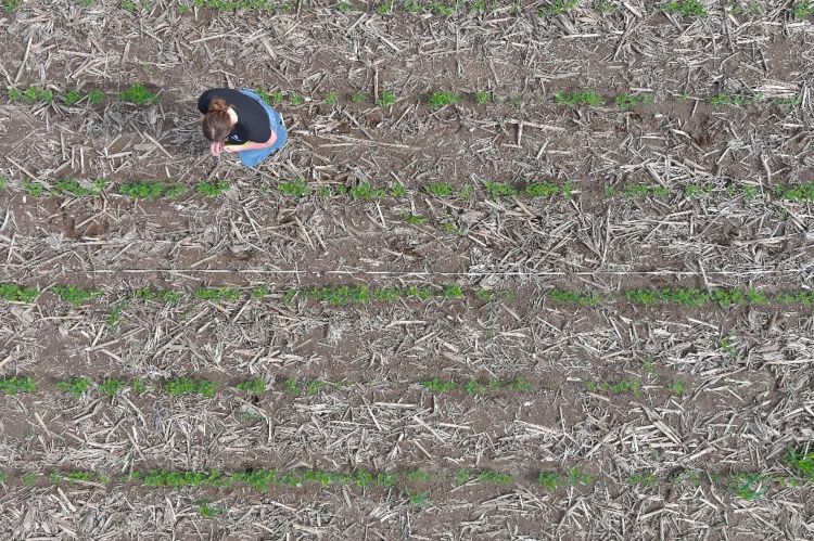 Overhead aerial view of a soybean field with rows of emerging plants and crop residue, showing a person crouching between rows while conducting a manual stand count assessment.