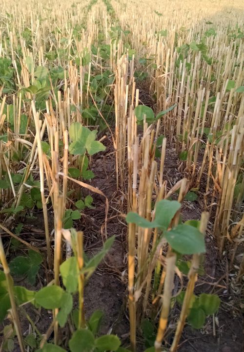 Frost seeded red clover in wheat stubble.