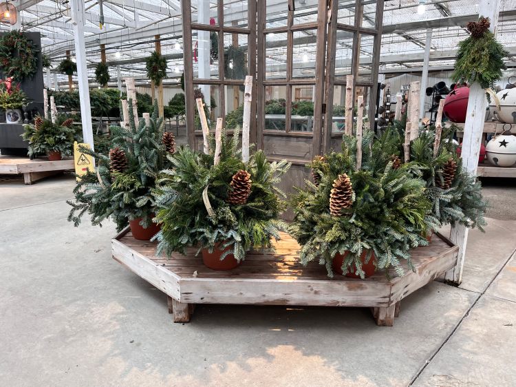 A display of porch pots made out of Christmas tree limbs and pine cones.