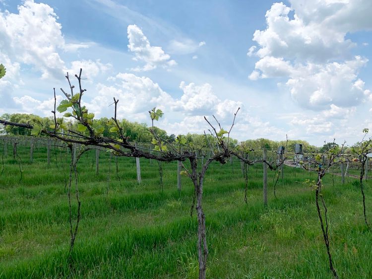 A grape vineyard.