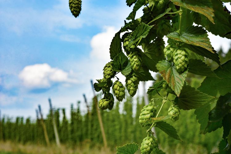Close-up of green hop cones hanging from a vine, surrounded by lush leaves, with rows of hop plants and trellis poles fading into the background under a bright blue sky with scattered clouds.