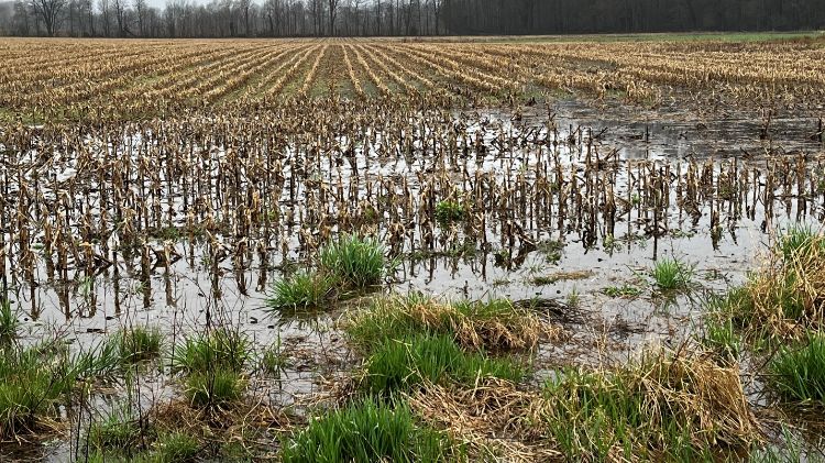 Flooded field.