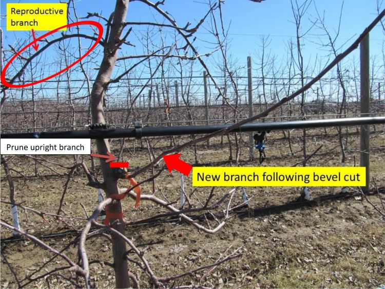 Tall spindle apple planting showing a reproductive branch, a new branch following a bevel cut, and where to prune an upright branch.