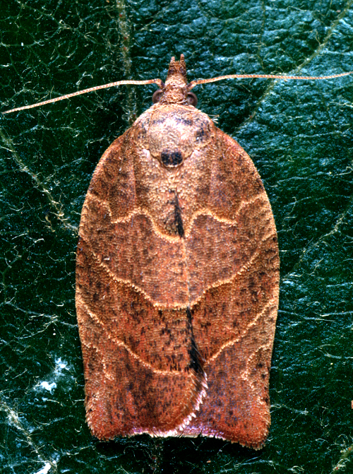  Fruittree leafroller, Archips argyrospila has a similar appearance, but causes few problems. 