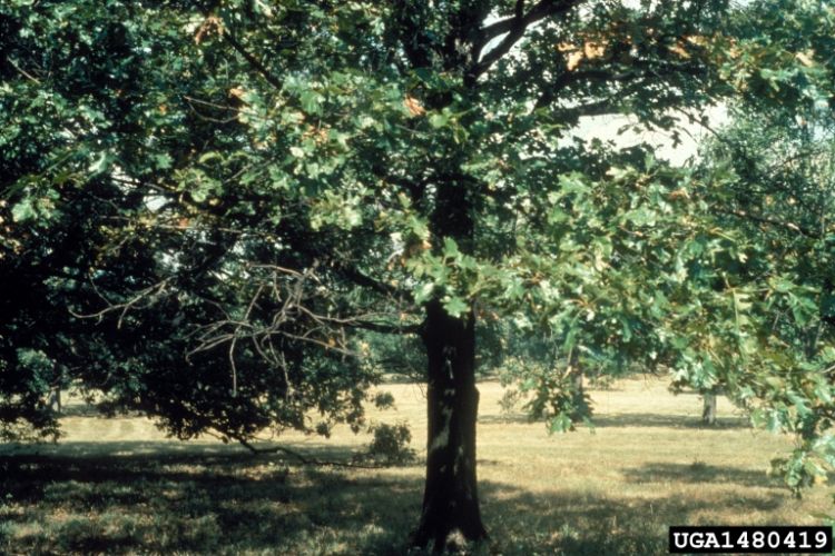 Black oak (Quercus velutina) likes dry, sandy soils. Photo by Richard Webb, self-employed horticulturalist