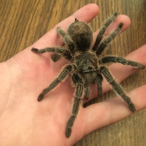 Charlotte, a Chilean rose hair tarantula, won first place at the 2016 Gratiot County Fair in pocket pet showmanship. All photos: Nathan Laurenz.