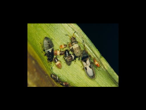 Adult and Young Chinch Bugs on Plant