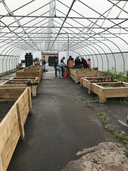 Flowerbeds in a greenhouse