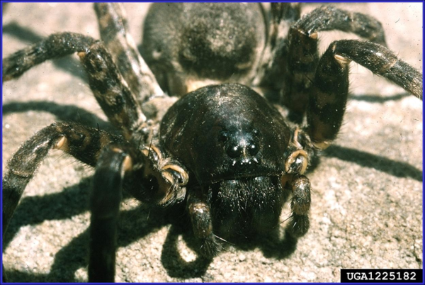 wolf spider