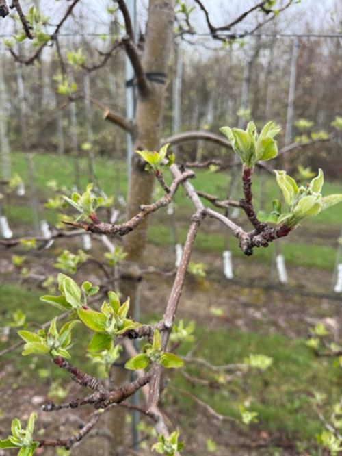 A Gala apple tree in April with buds starting to green.