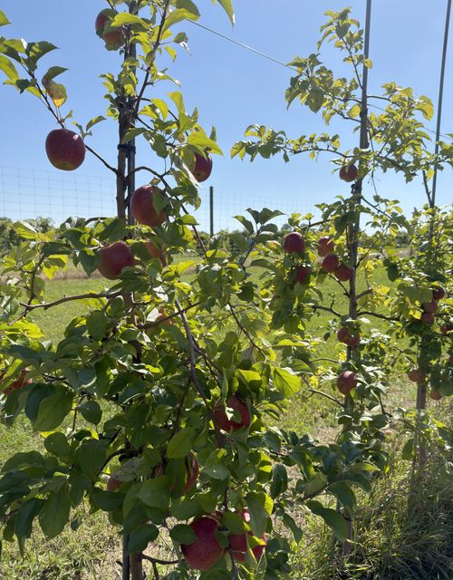 An Evercrisp apple tree.