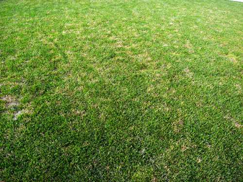  dollar spot 9006.jpg 