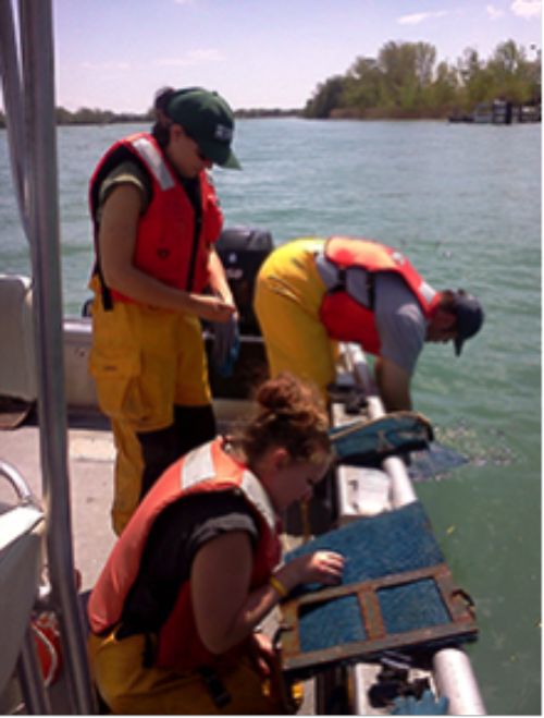 Laying down fish egg mats – usually modified furnace filters – to collect eggs is one way researchers confirm spawning reefs are being used. Photo: USGS