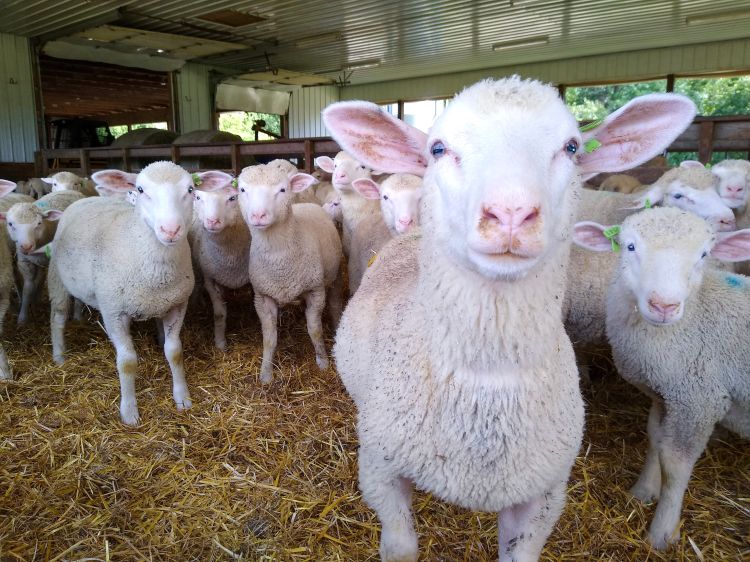 multiple white sheep with pink ears standing in a straw pen