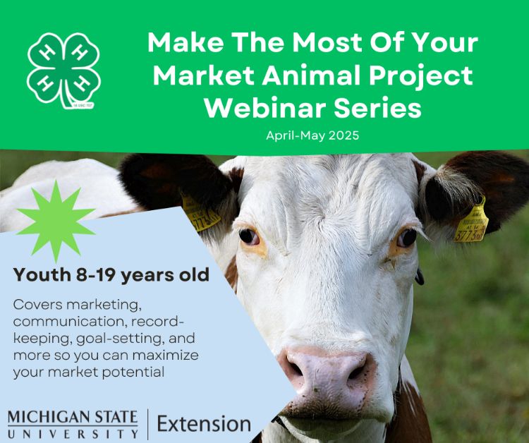 A cow looking at the camera with a green banner across the top that contains the 4-H clover and the words 