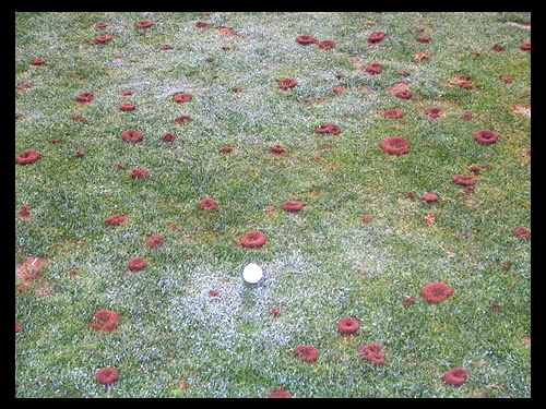 Golf course grass with many Turfgrass ant mounds 