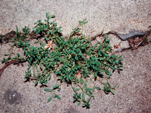  Prostrate Knotweed2.jpg 