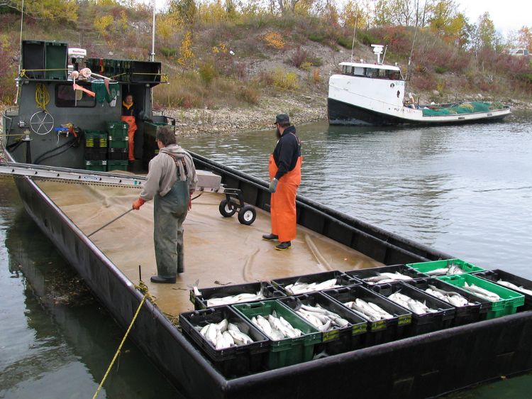 Mercury is responsible for fish contaminant advisories in all five of the Great Lakes. Michigan Department of Health and Human Services has issued fish consumption guidelines for all inland lakes and rivers. Brandon Schroeder | Michigan Sea Grant