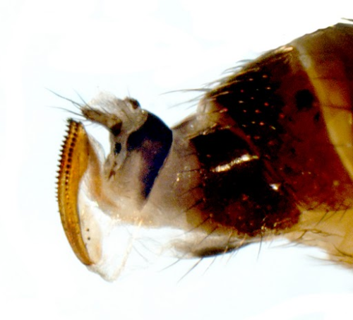 Spotted wing Drosophila ovipositors on female fly.