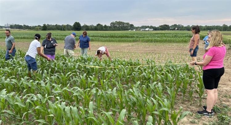 Visiting middle school and high school science teachers learn how to count corn rows.