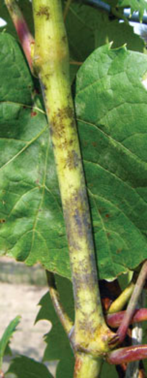  Infected shoots show dark gray, feathery patches, which appear reddish brown on dormant canes. 