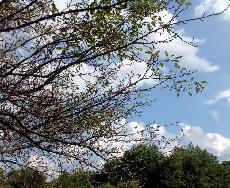 A crabapple tree with few leaves left due to apple scab.