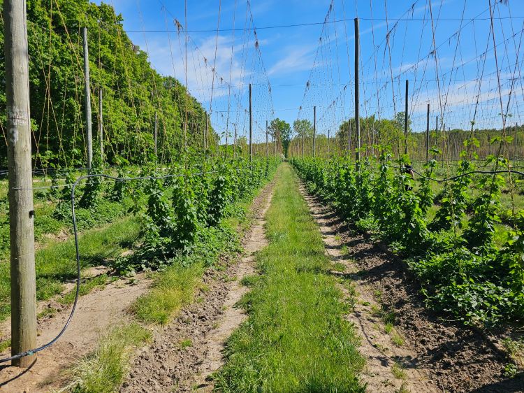 A hop farm.