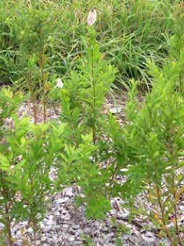 Meadowsweet