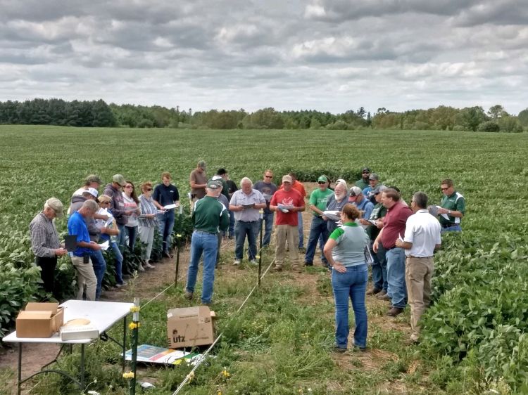 People standing in a soybean field