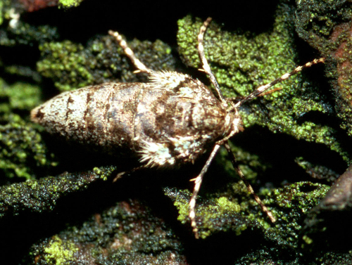 The female adult has remnants of wings and cannot fly. Her large body makes the legs appear long and gives her a spider-like appearance. 