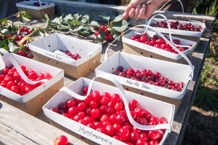 Michigan cherries