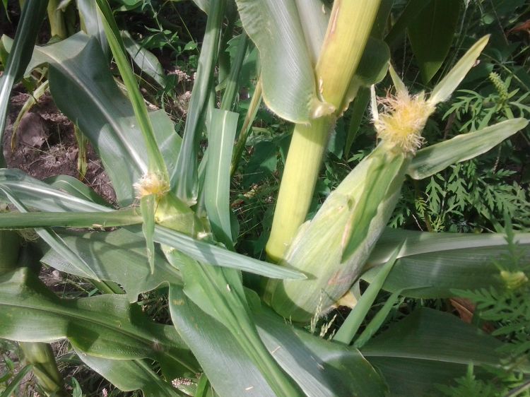 Japanese beetle damage to sweet corn. All photos by Ben Phillips, MSU Extension