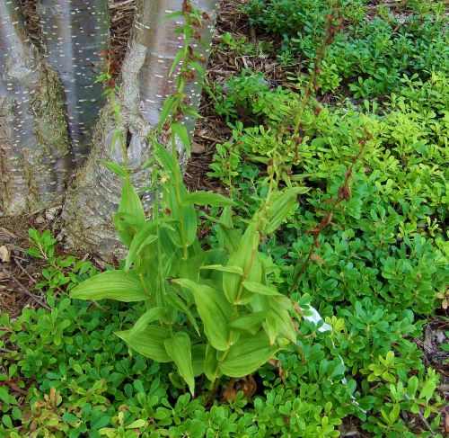 Broadleaf helleborine